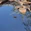 Common Water Strider