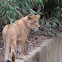 Lion Pride