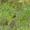 Red-browed Finch