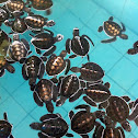 Green Sea turtle