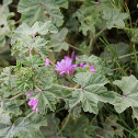 Malva