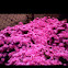Pink lampranthus