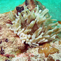 Anemone