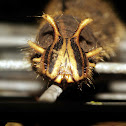 owl butterfly