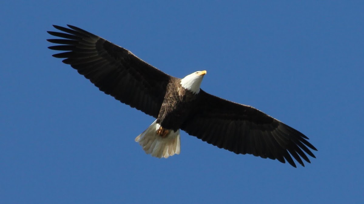 Bald Eagle
