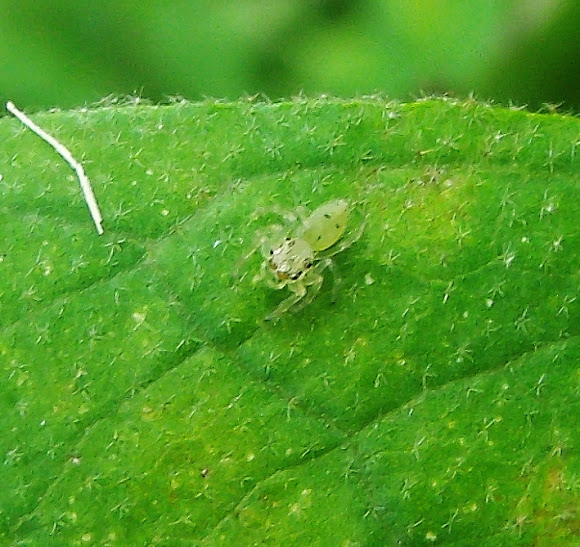 Spotting Image 1