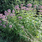 Spotted Joe-Pye Weed