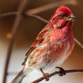 by Paul Mays - Animals Birds