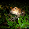 White's Treefrog