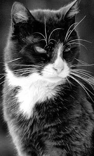 How to install Tuxedo Cats Wallpapers lastet apk for bluestacks