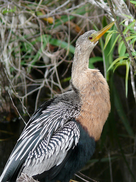 Spotting Image 1