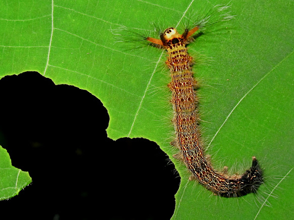 Spotting Image 1