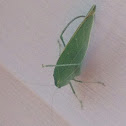 Angular winged katydid