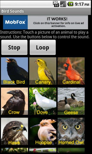 鳥の音