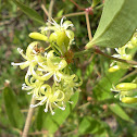 Common Greenbriar