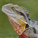 Eastern Water Dragon