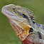 Eastern Water Dragon