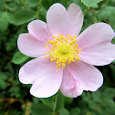 California Rose
