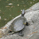 Painted Turtle