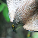 Collared Sparrowhawk