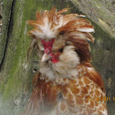 Dwarf Rooster