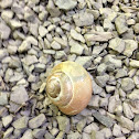 Snail