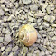 Snail