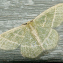 Blackberry Looper Moth