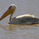 Great White Pelican