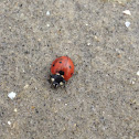 seven-spotted ladybug