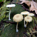 Lichen Argaric