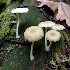 Lichen Argaric