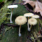 Lichen Argaric
