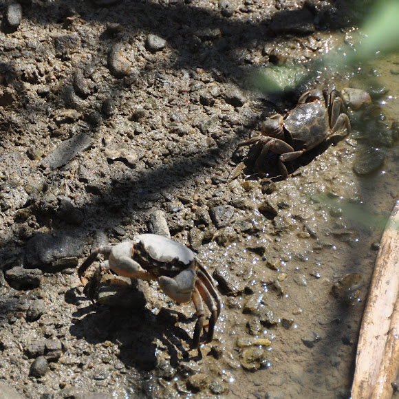 Spotting Image 1