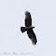 Oriental Honey Buzzard