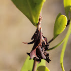 Case Moth