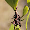 Case Moth