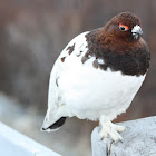 Willow ptarmigan