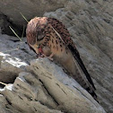 Common Kestrel fledgling feeding