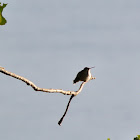 Ruby-throated Hummingbird