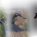 Indian spot-billed Duck