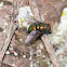 Lucilia sp.
