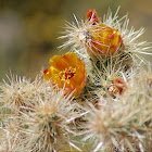 Buckhorn Cholla