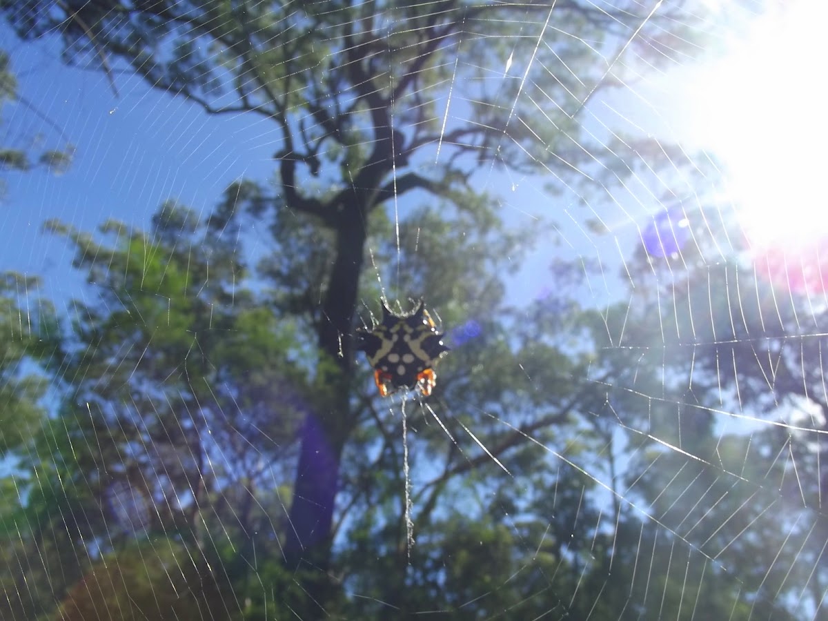 Jewel spider