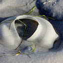 Moon Snail Egg
