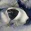 Moon Snail Egg
