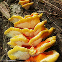Chicken of the woods