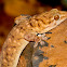 Gehyra robusta