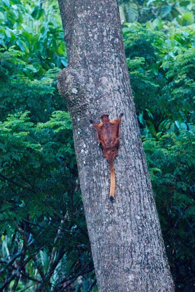 Spotting Image 1