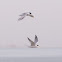 Little Tern